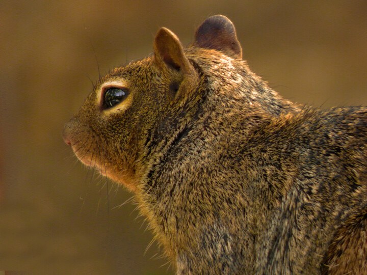 Photographie intitulée "Squirrel Bathed In…" par Terri Brown-Davidson, Œuvre d'art originale, Photographie non manipulée