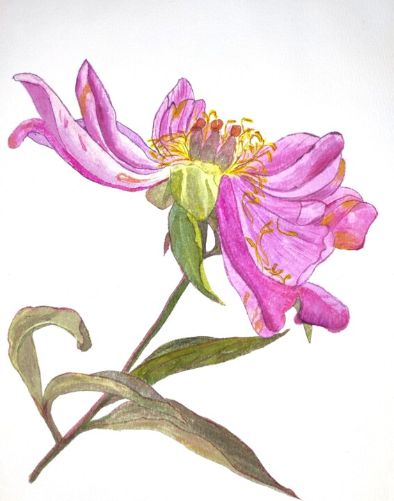 Painting titled "Blooming peony" by Tetyana Levchuk, Original Artwork, Watercolor
