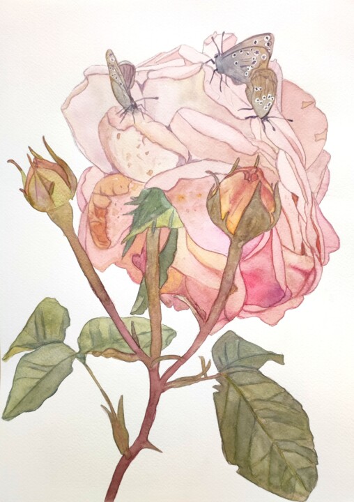 Картина под названием "Watercolor rose wit…" - Tetyana Levchuk, Подлинное произведение искусства, Акварель