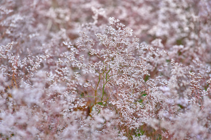 Fotografia intitolato "pink flowers of sep…" da Artem Korenuk, Opera d'arte originale, Fotografia non manipolata