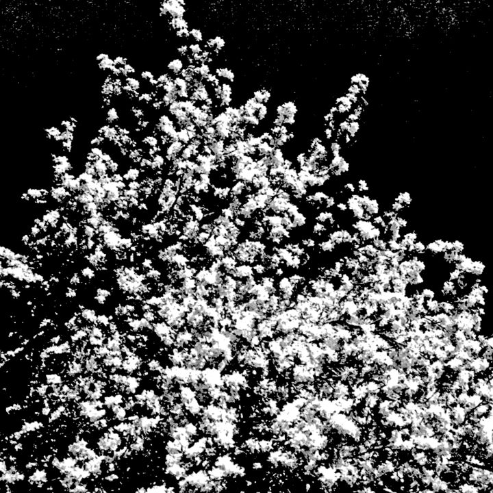 Fotografie getiteld "In bloom" door Tudor Gafton, Origineel Kunstwerk, Film fotografie