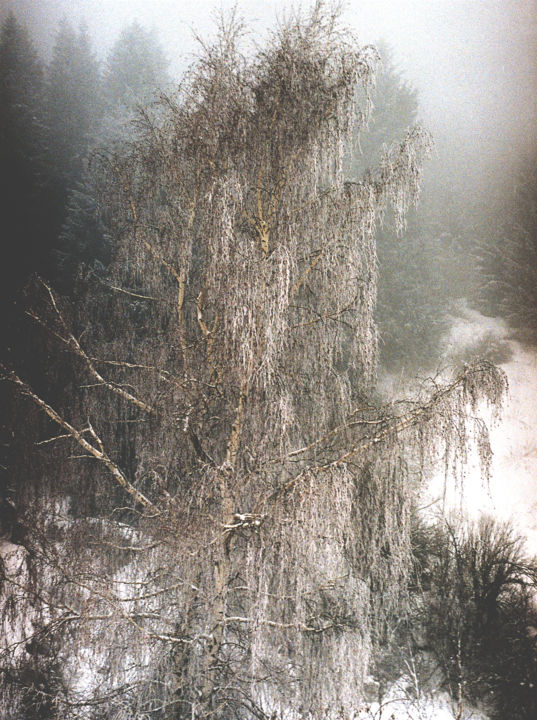 Photography titled "A foggy day 1" by Tudor Gafton, Original Artwork, Analog photography