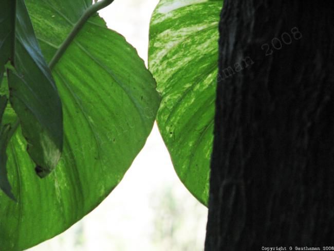 摄影 标题为“tree and leaf combo” 由Gauthaman G, 原创艺术品