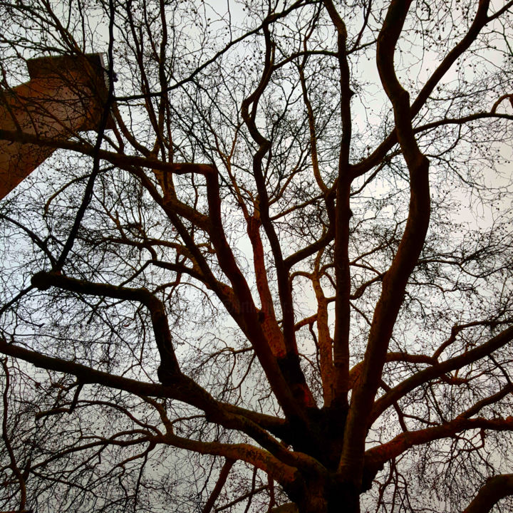 Photographie intitulée "The tree" par The Aerial Click, Œuvre d'art originale, Photographie numérique