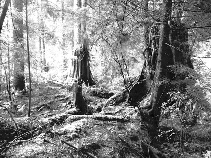 「The Secret Timbers」というタイトルの写真撮影 Theodore Fedorukによって, オリジナルのアートワーク