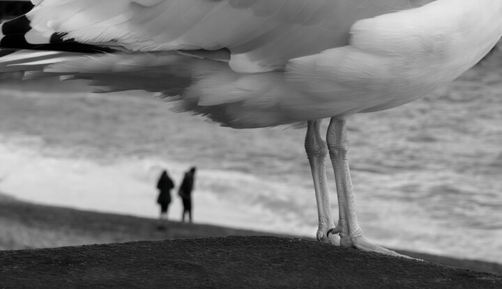 Photographie intitulée "The bird" par Theofilos Koutroumanis, Œuvre d'art originale, Photographie numérique