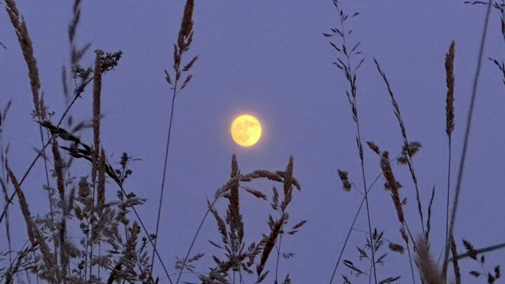 Fotografie mit dem Titel "Moon&Grass" von Thiemo Kastel (Mixed Reality Arts), Original-Kunstwerk, Digitale Fotografie