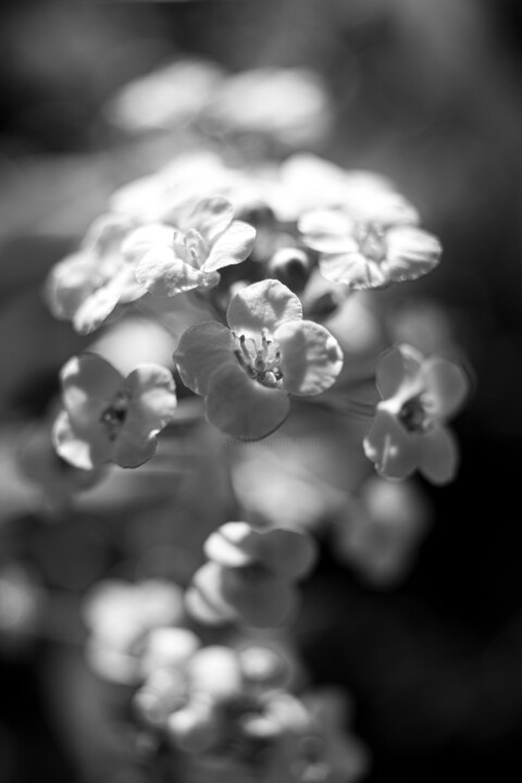 Photographie intitulée "Photo de fleur Noir…" par Thierry Courteau, Œuvre d'art originale, Photographie numérique
