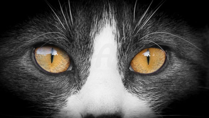 Regard De Chat Photography By Thierry Dub Artmajeur
