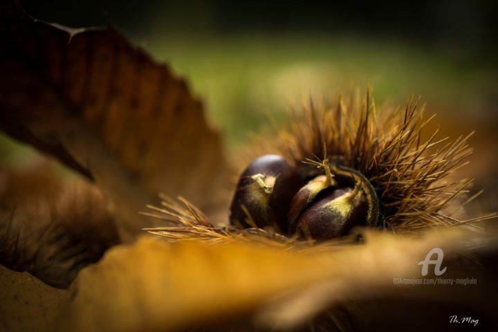 Photographie intitulée "Couleurs-d'automne-…" par Thierry Magliulo (Th.Mag), Œuvre d'art originale