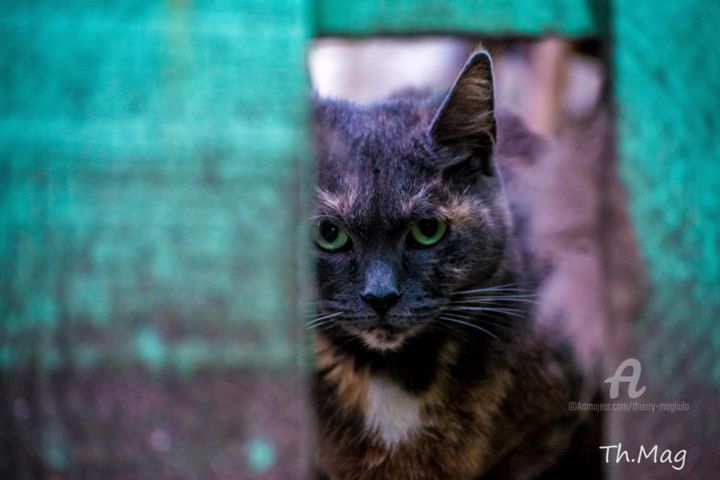 Fotografia intitulada "le-chat-legende-du-…" por Thierry Magliulo (Th.Mag), Obras de arte originais