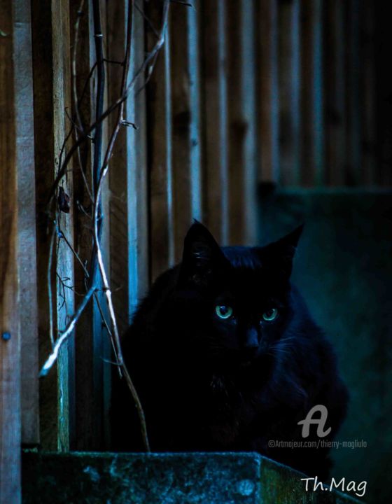 Photography titled "Le chat légende du…" by Thierry Magliulo (Th.Mag), Original Artwork