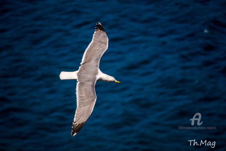 Photography titled "Jonathan Livingston…" by Thierry Magliulo (Th.Mag), Original Artwork