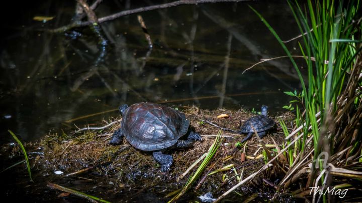 摄影 标题为“Tortue Cistude d'Eu…” 由Thierry Magliulo (Th.Mag), 原创艺术品