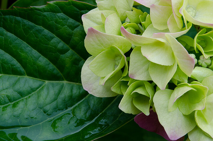 Photography titled "Hortensia 2." by Thierry Martin, Original Artwork, Digital Photography