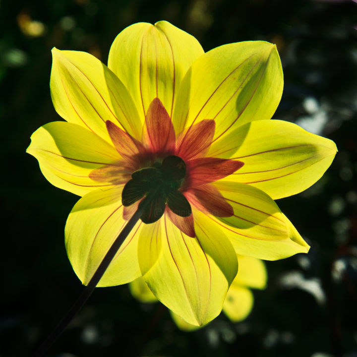 Photography titled "Yellow Flower" by Thomas Maugham, Original Artwork