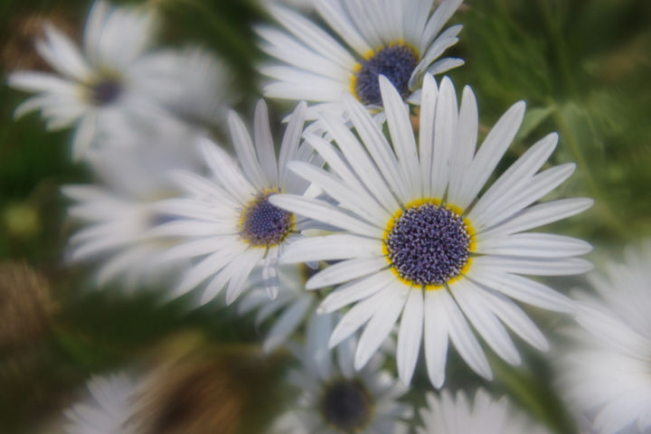 Photography titled "Daisies" by Thomas Maugham, Original Artwork