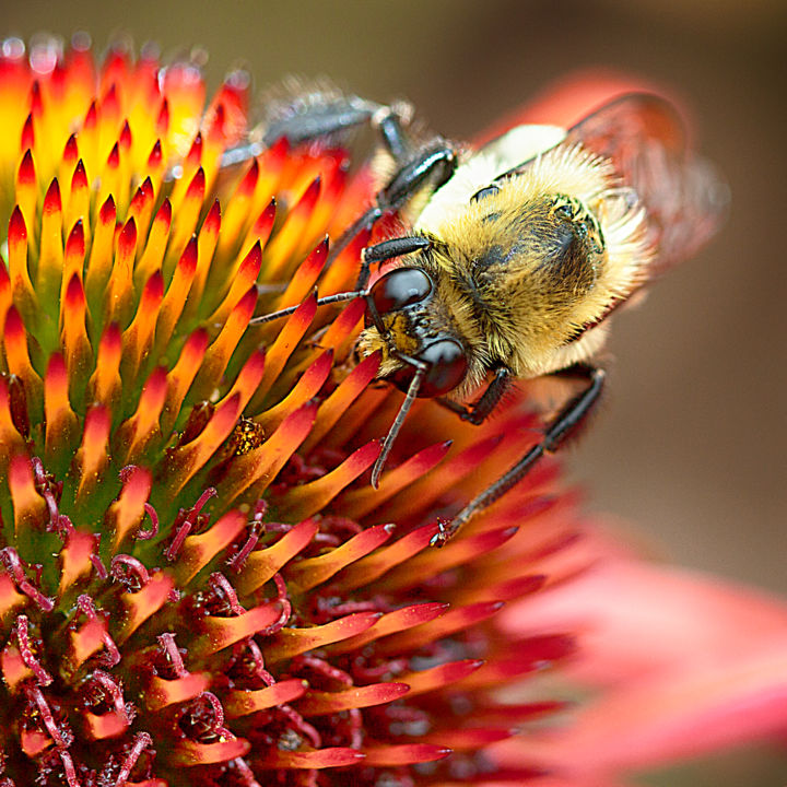 Fotografía titulada "Busy Bee" por Thomas Maugham, Obra de arte original