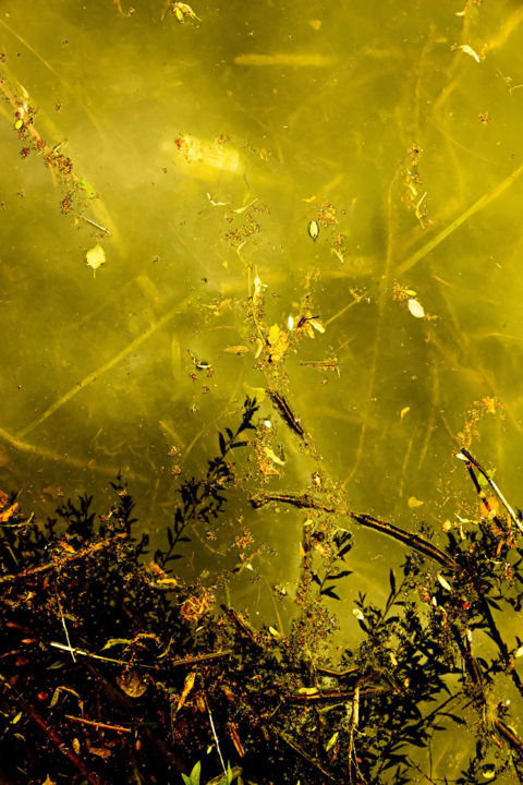 Фотография под названием "Gold / Doré" - Thomas Collignon, Подлинное произведение искусства, Цифровая фотография