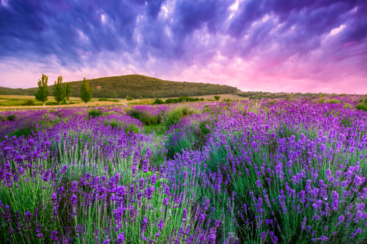 摄影 标题为“Lavender fields in…” 由Thomas Jones, 原创艺术品, 数码摄影