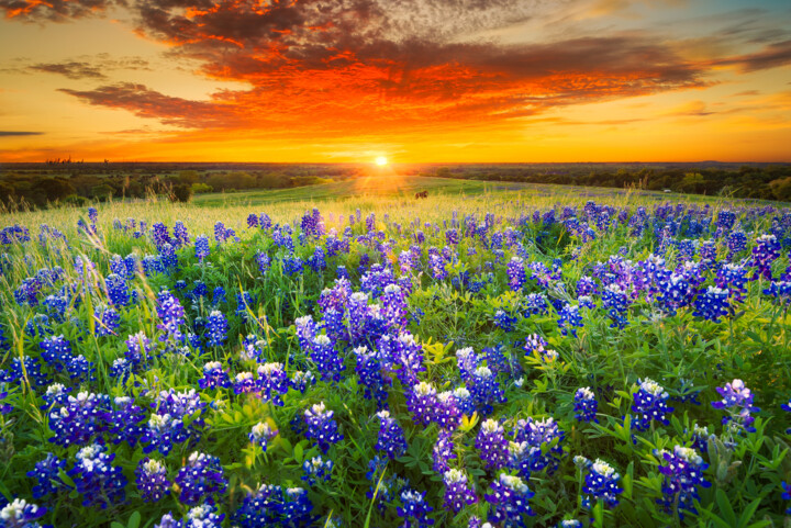 Photography titled "Texas fields with b…" by Thomas Jones, Original Artwork, Digital Photography