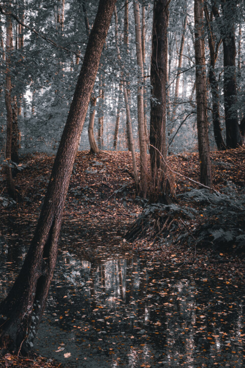Fotografie mit dem Titel "Herbst" von Thorsten Fisseler, Original-Kunstwerk, Digitale Fotografie