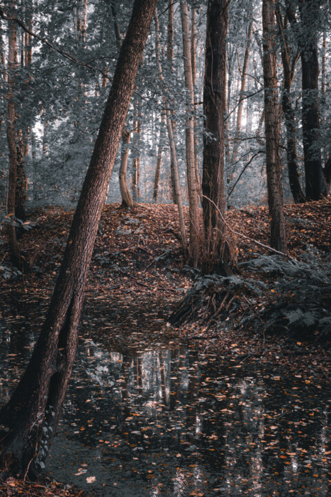 Fotografía titulada "Herbst" por Thorsten Fisseler, Obra de arte original, Fotografía digital