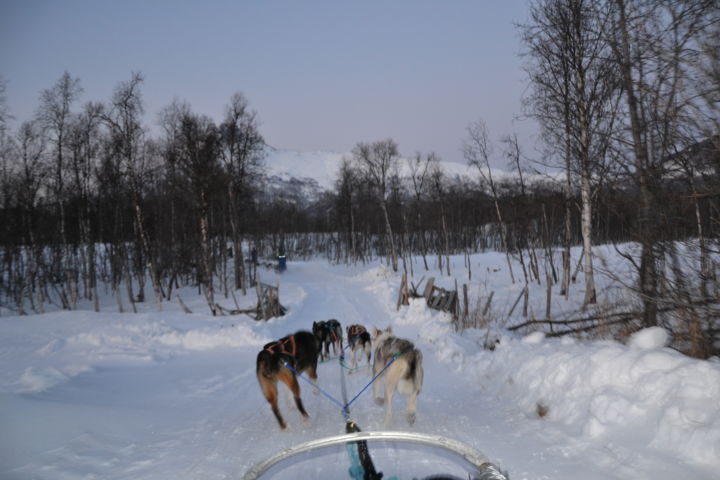 Painting titled "Dog Sled" by Artbalsini, Original Artwork