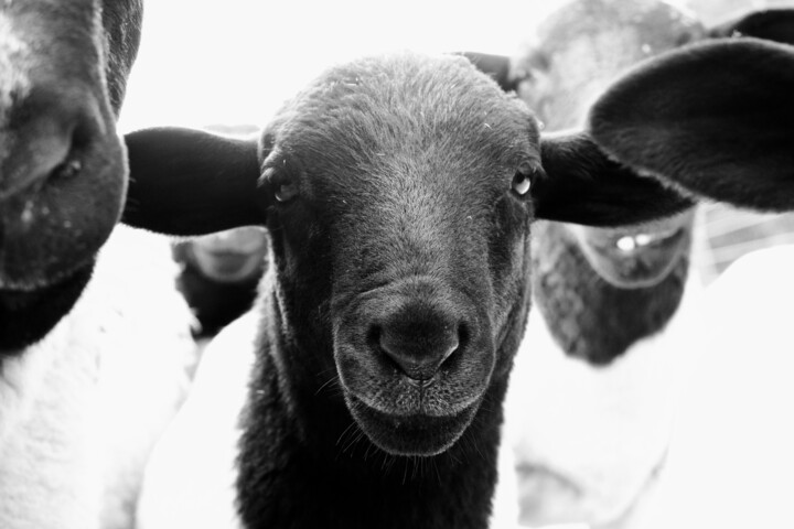 Fotografía titulada "Jung Dorper sheep" por Tiba, Obra de arte original, Fotografía digital