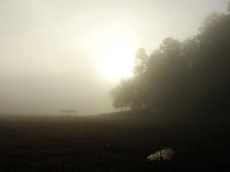 Photography titled "Misty Morning" by Tony Taylor, Original Artwork