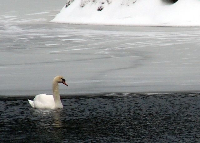 Fotografie mit dem Titel "bass lake swan" von Tony Taylor, Original-Kunstwerk