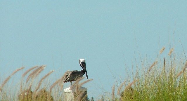 Fotografie mit dem Titel "gulf coast pelican" von Tony Taylor, Original-Kunstwerk