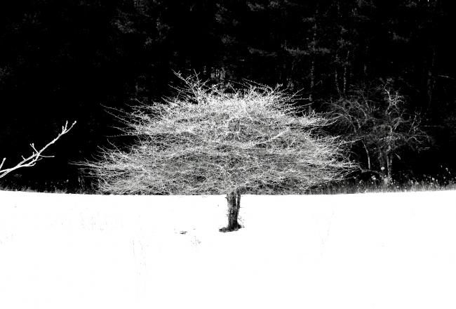 Fotografie mit dem Titel "b-n-w fruit tree" von Tony Taylor, Original-Kunstwerk