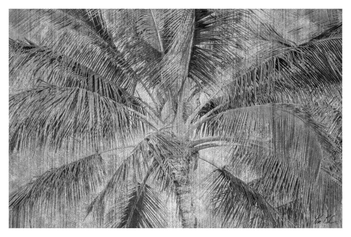 Fotografie getiteld "Tropical Palm in B&W" door Tim Klein, Origineel Kunstwerk, Digitale fotografie