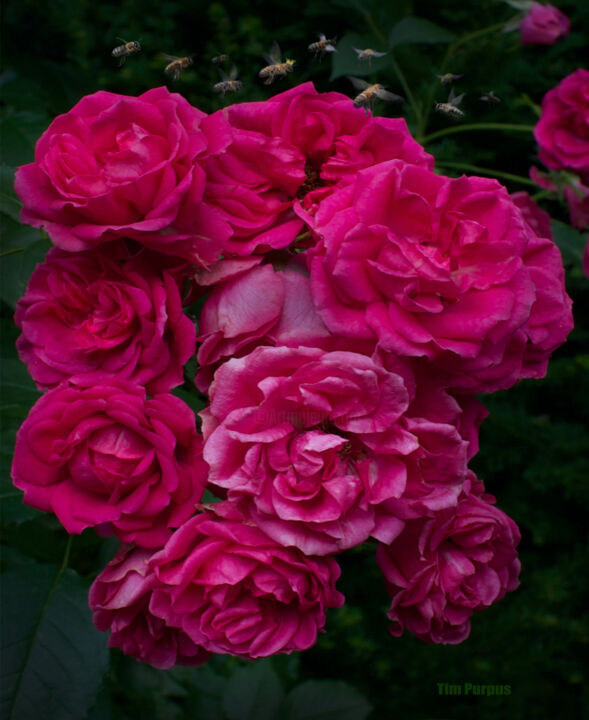 Fotografia zatytułowany „Pink Roses” autorstwa Tim Purpus, Oryginalna praca, Fotografia cyfrowa