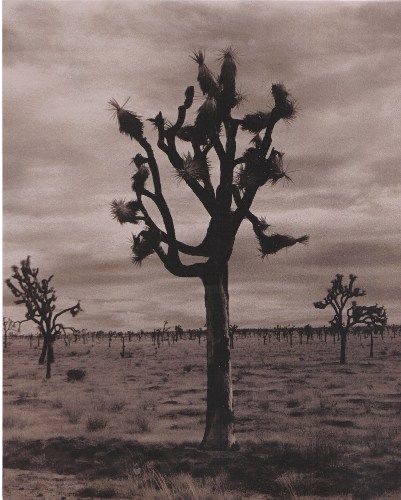 Photography titled "Joshua Trees" by Tim Fisher, Original Artwork