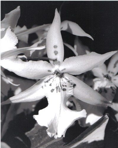 Photography titled "Orchid" by Tim Fisher, Original Artwork