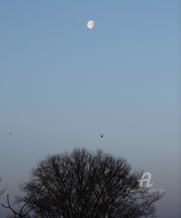 Photography titled "Moon Bird Tree" by Tina Lane, Original Artwork