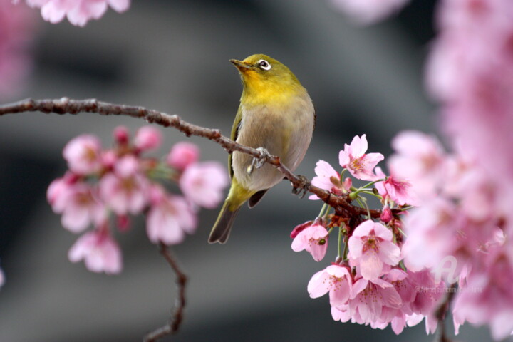 Photographie intitulée "Hanami" par Tina Lane, Œuvre d'art originale