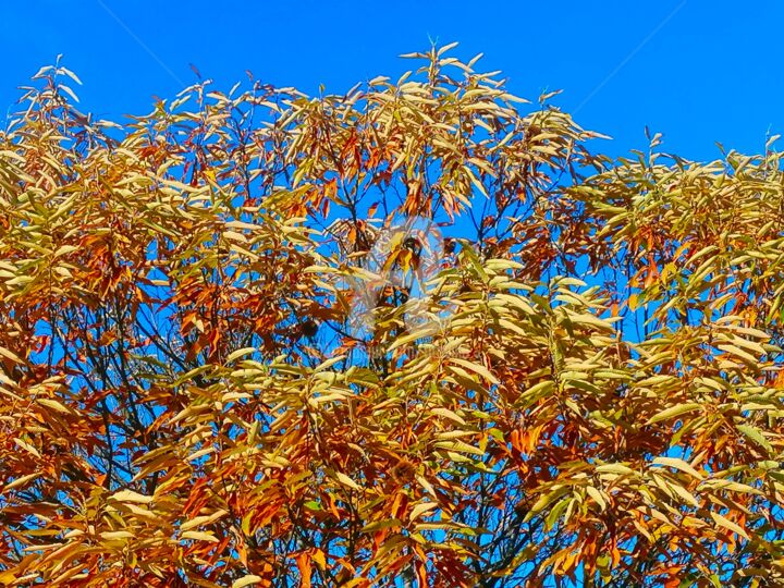 Fotografía titulada "L'arbre du paradis" por Tito Villa, Obra de arte original, Fotografía digital