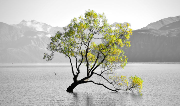 Fotografia zatytułowany „Solitaire” autorstwa Tiziano T., Oryginalna praca