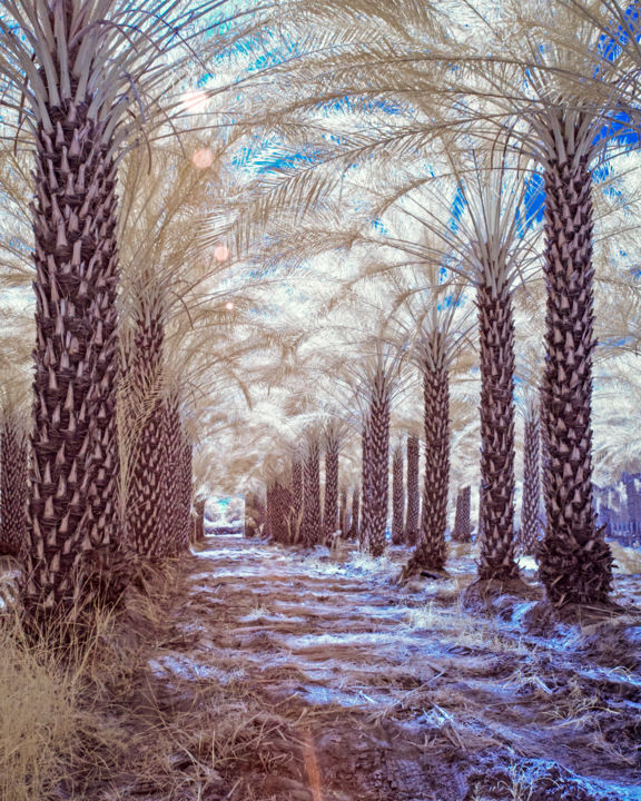 Fotografía titulada "Infrared Date Palms…" por Thomas Morris, Obra de arte original, Fotografía digital