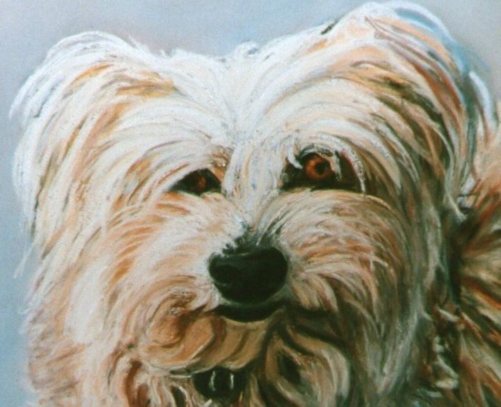 Dessin intitulée "Bichon mignon" par Toine, Œuvre d'art originale, Pastel