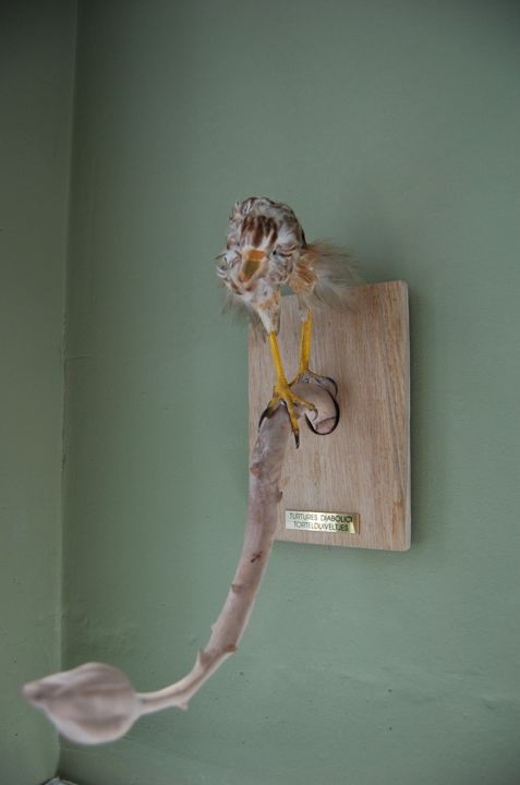 Скульптура под названием "turtledevils/turtur…" - Tom Van Wassenhove, Подлинное произведение искусства, Мультимедиа
