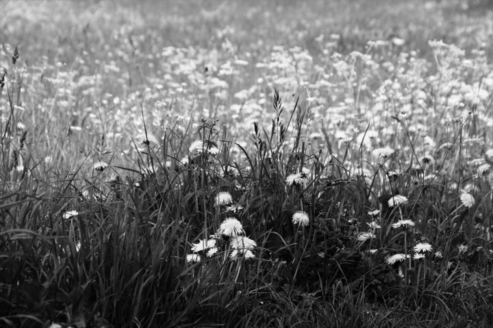 Fotografía titulada "Flower" por Tomas Cruz, Obra de arte original