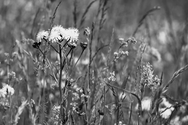 Fotografía titulada "Flower" por Tomas Cruz, Obra de arte original