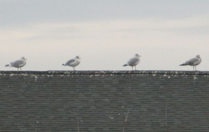 Фотография под названием "The Four Seagulls o…" - Thomas Dans, Подлинное произведение искусства, Пленочная фотография