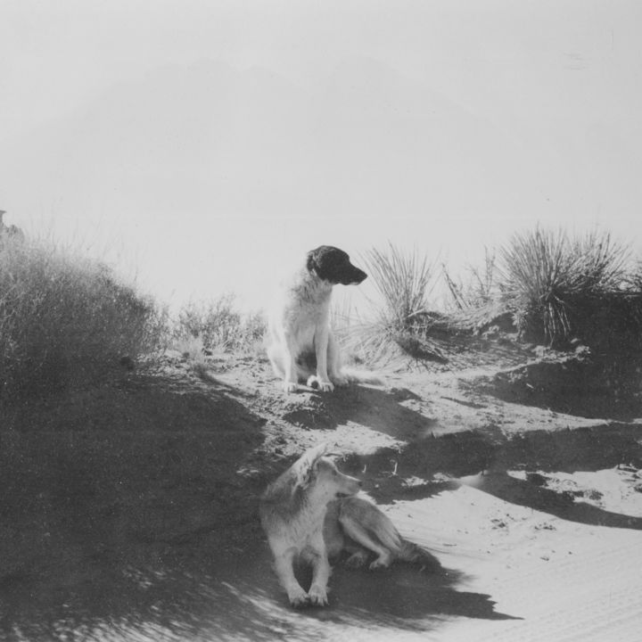 Фотография под названием "Desert Dogs" - Thomas Dans, Подлинное произведение искусства, Пленочная фотография