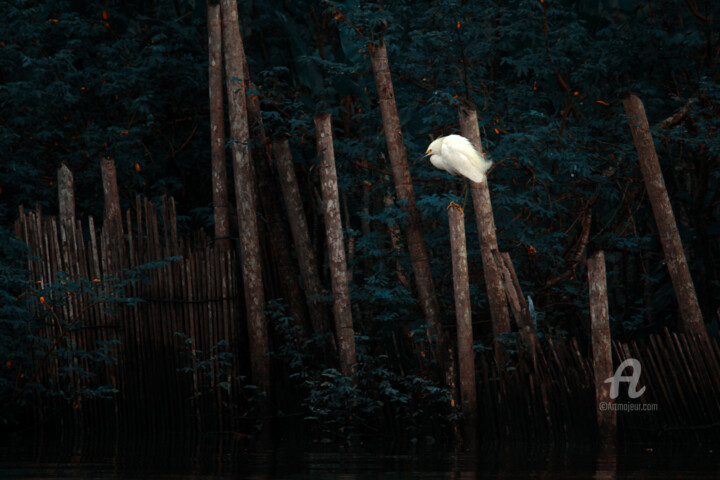 Photography titled "Garça Solitária" by Toninho Castro, Original Artwork