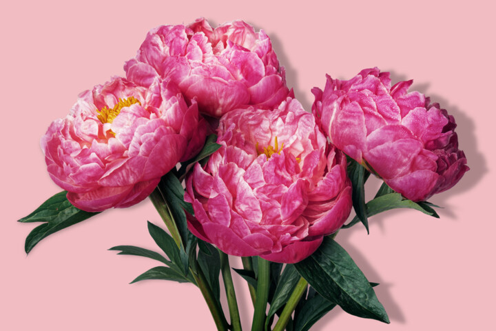 Painting titled "Pink peony flower b…" by Tony Rubino, Original Artwork, Acrylic Mounted on Wood Stretcher frame